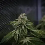 Frozen Nectar HappyPlant420 NFT