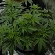 Orangu Tangie Monkey Genetics