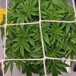 Garlic Cookies Pureinstinto NFT