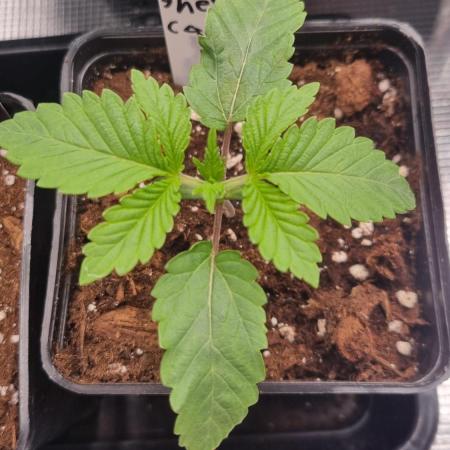 Sherbelato Cake #2 Dutch Passion SOIL