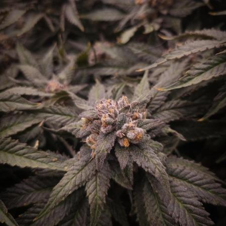 Lemonpaya Fastbuds NFT
