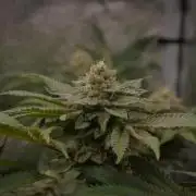 Cali Tings Wizard Trees SOIL
