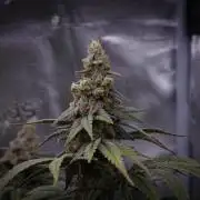 Aladdin Kush Khalifa Genetics NFT