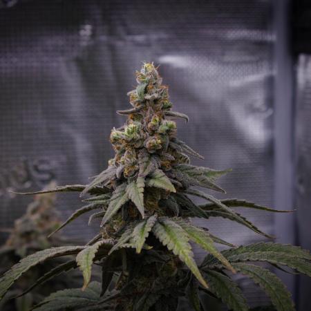 Aladdin Kush Khalifa Genetics NFT