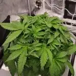 Studio 54 Stardust Auto Sweet Seeds NFT