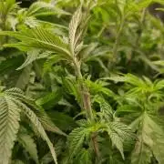 Garlic Cookies Pureinstinto NFT