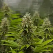 Lemon Z Dutch Passion