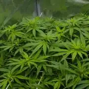 Wedding Crasher Chronic&Caviar