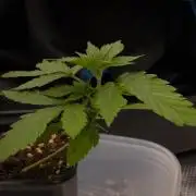Lemon Z Dutch Passion