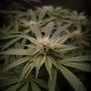 Sherbelato Cake #2 Dutch Passion SOIL