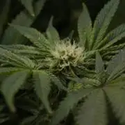 Sour Sherb Sensi Seeds