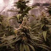 Aladdin Kush Khalifa Genetics NFT