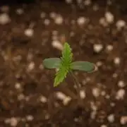 Orangu Tangie Monkey Genetics