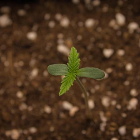 Orangu Tangie Monkey Genetics