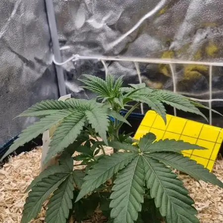 Midnight Candy HappyPlant420 SOIL