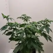 Grandpa Zombie IZI seeds SOIL