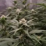 Papayton Fastbuds NFT