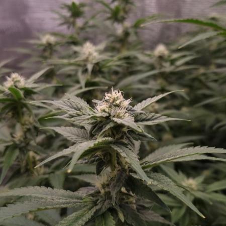 Papayton Fastbuds NFT