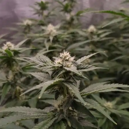 Papayton Fastbuds NFT