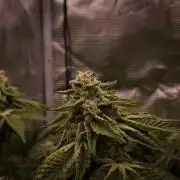 Frozen Nectar HappyPlant420 NFT