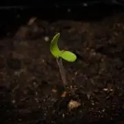 Gotham Peel HappyPlant420