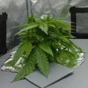 Wedding Crasher Chronic&Caviar