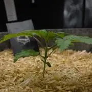 Orangu Tangie Monkey Genetics