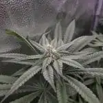 Bay Burger Delicious seeds NFT
