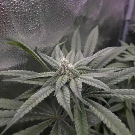 Bay Burger Delicious seeds NFT