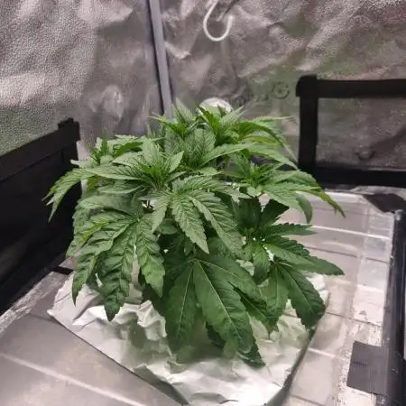 Bay Burger Delicious seeds NFT
