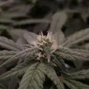 Studio 54 Stardust Auto Sweet Seeds NFT