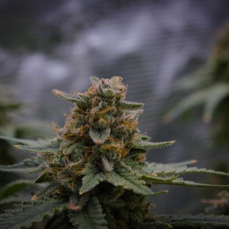 Durian Pie HappyPlant420 NFT