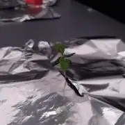 Slush Mint Cake Dutch Passion NFT