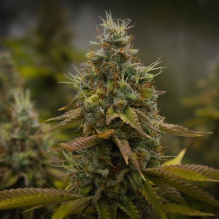 Lemon Z Dutch Passion