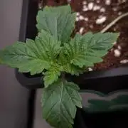 Grandpa Zombie IZI seeds SOIL