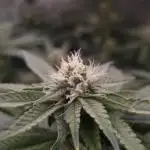 Orange Bud 2.0 Dutch Passion NFT