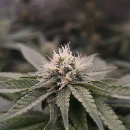 Orange Bud 2.0 Dutch Passion NFT