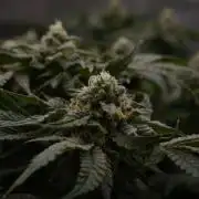 Sour Sherb Sensi Seeds