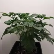 Grandpa Zombie IZI seeds SOIL