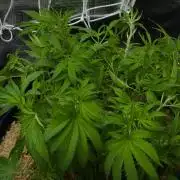 Forbidden Orange HappyPlant420
