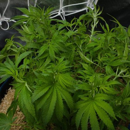 Forbidden Orange HappyPlant420