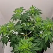 Sticky Broccoli Zamnesia SOIL