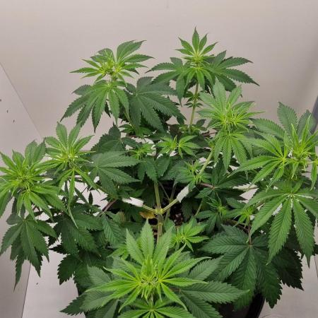 Sticky Broccoli Zamnesia SOIL