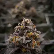 Papayton Fastbuds NFT