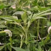 Papayton Fastbuds NFT