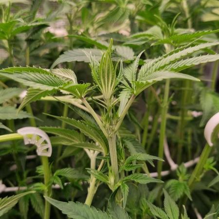 Papayton Fastbuds NFT