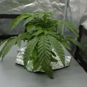Sour Sherb Sensi Seeds