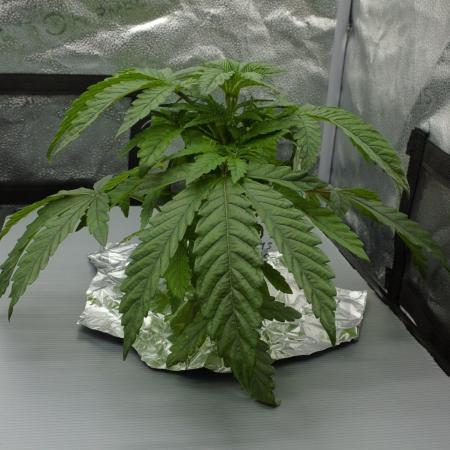 Sour Sherb Sensi Seeds