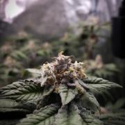 Limon Blanco V3 Khalifa Genetics NFT