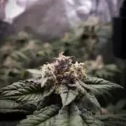 Limon Blanco V3 Khalifa Genetics NFT